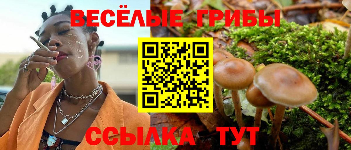 Псилоцибиновые грибы Cubensis Краснознаменск